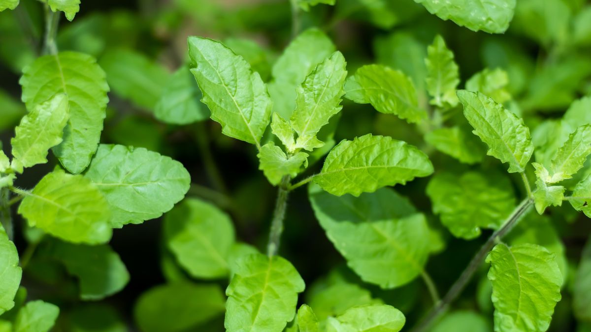 tulsi tulsi