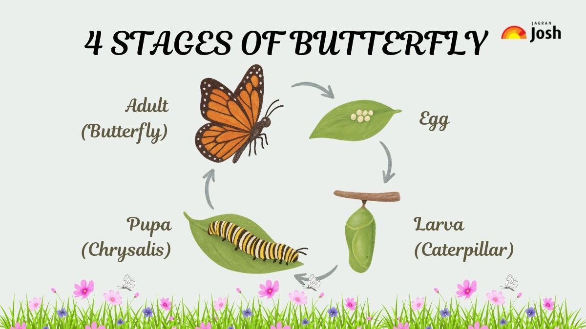 4 STAGES OF BUTTERFLY