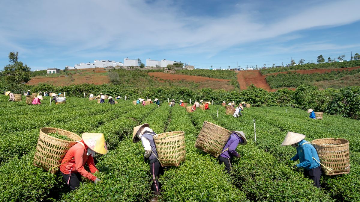 Backbone of the Indian Economy Backbone of the Indian Economy