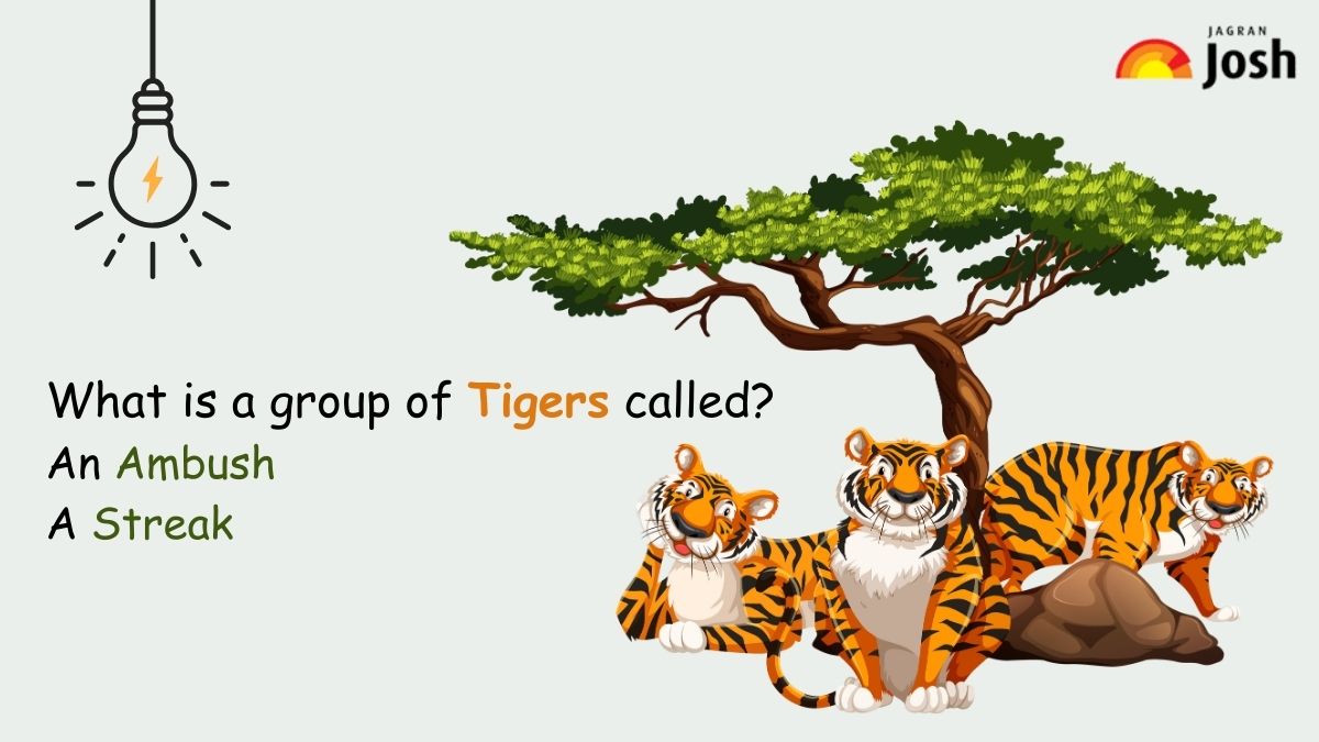 a group of tiger is called