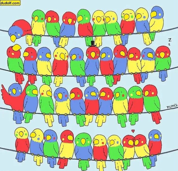 odd one out picture puzzle with answer find-the-odd-one-out-parrot-picture-puzzle