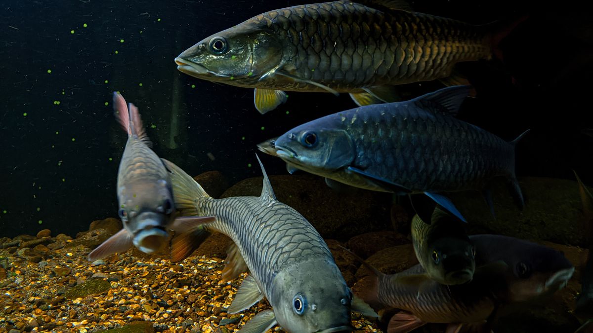 king of indian rivers king of indian rivers