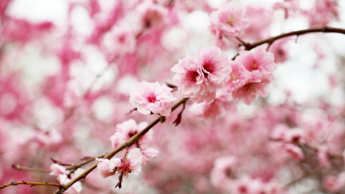 land of cherry blossom land of cherry blossom