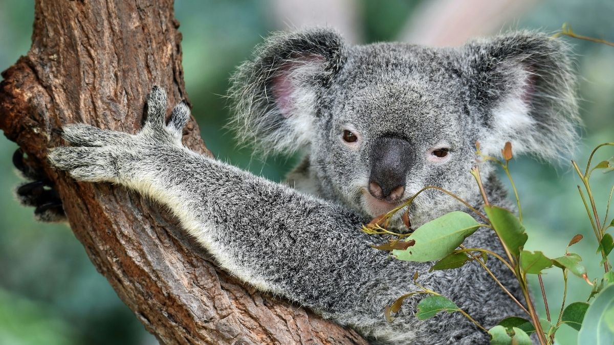 Koala Animal that live in tree