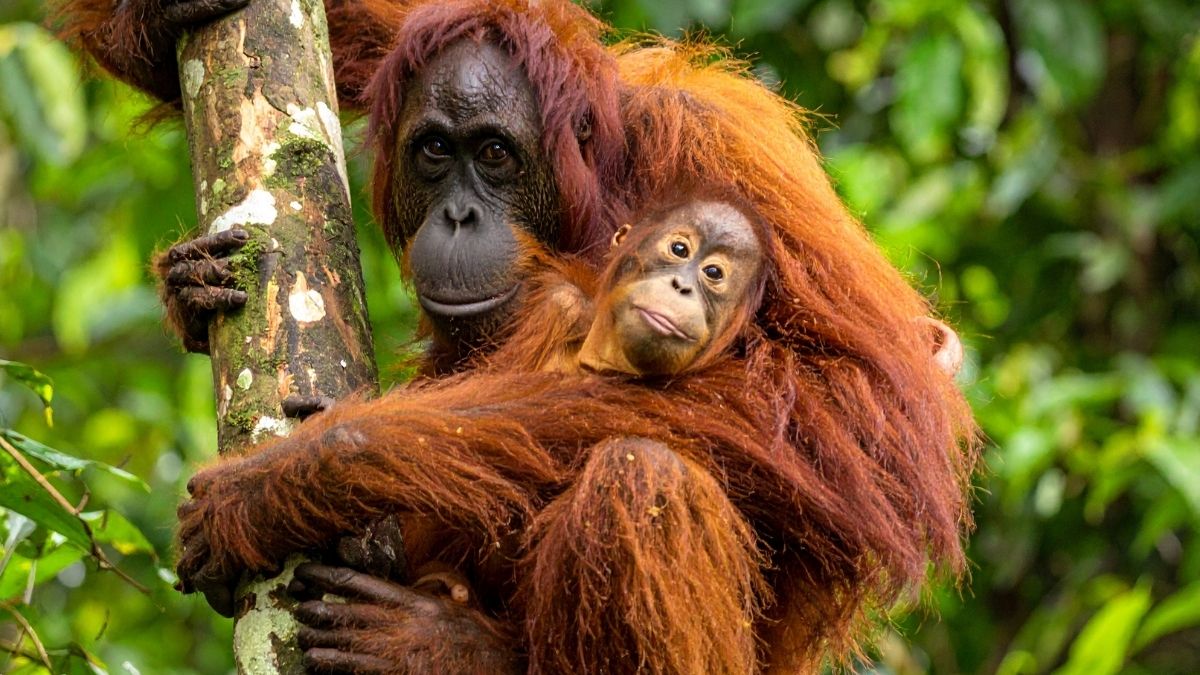 Orangutan Animal that live in tree
