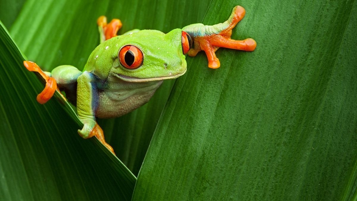 Red-Eyed Tree Frog Animal that live in tree