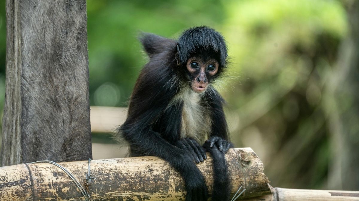 Spider Monkey Animal that live in tree