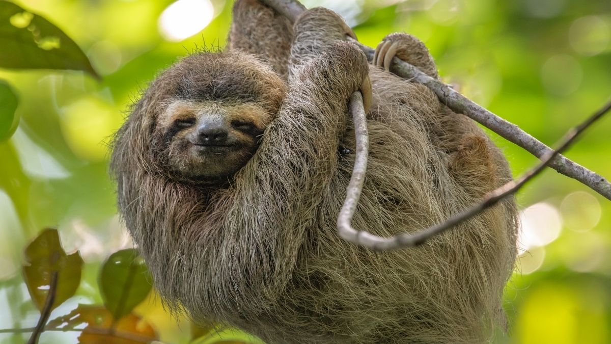 Three-Toed Sloth Animal that live in tree