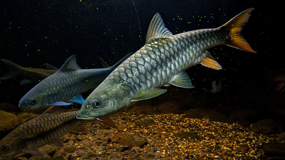mahseer