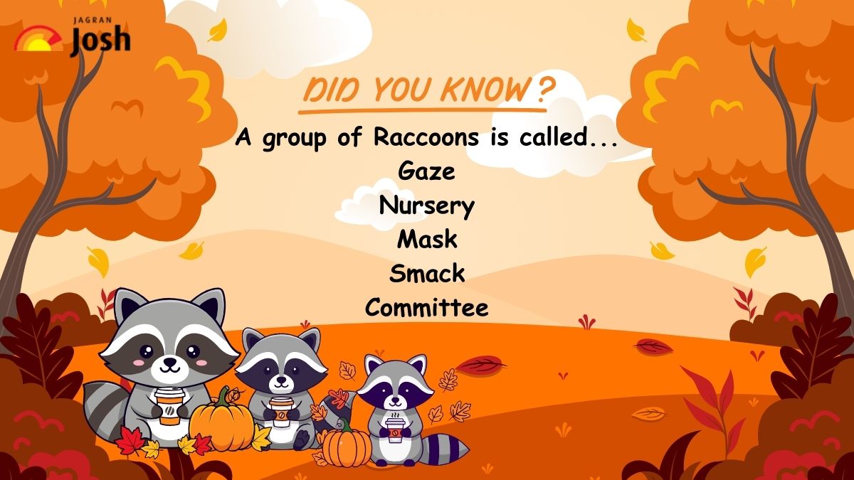 a group of raccoons is called