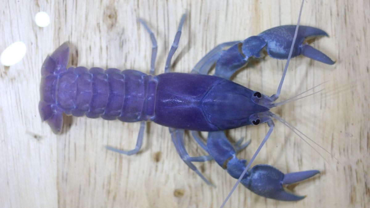 Yabby Animals that start with Y