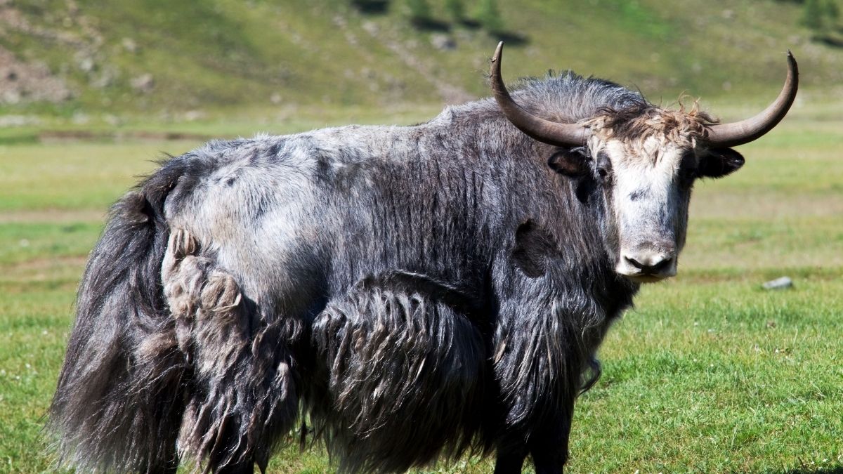Yak Animals that start with Y