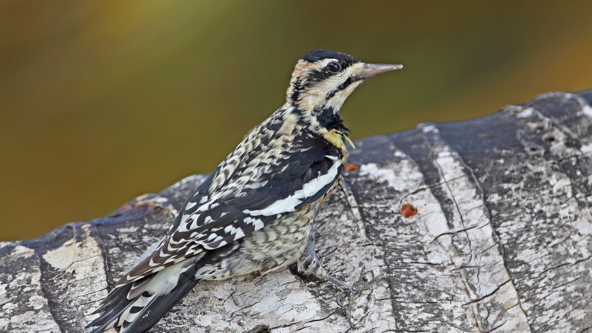 Yellow-Bellied Sapsucker Animals that start with Y