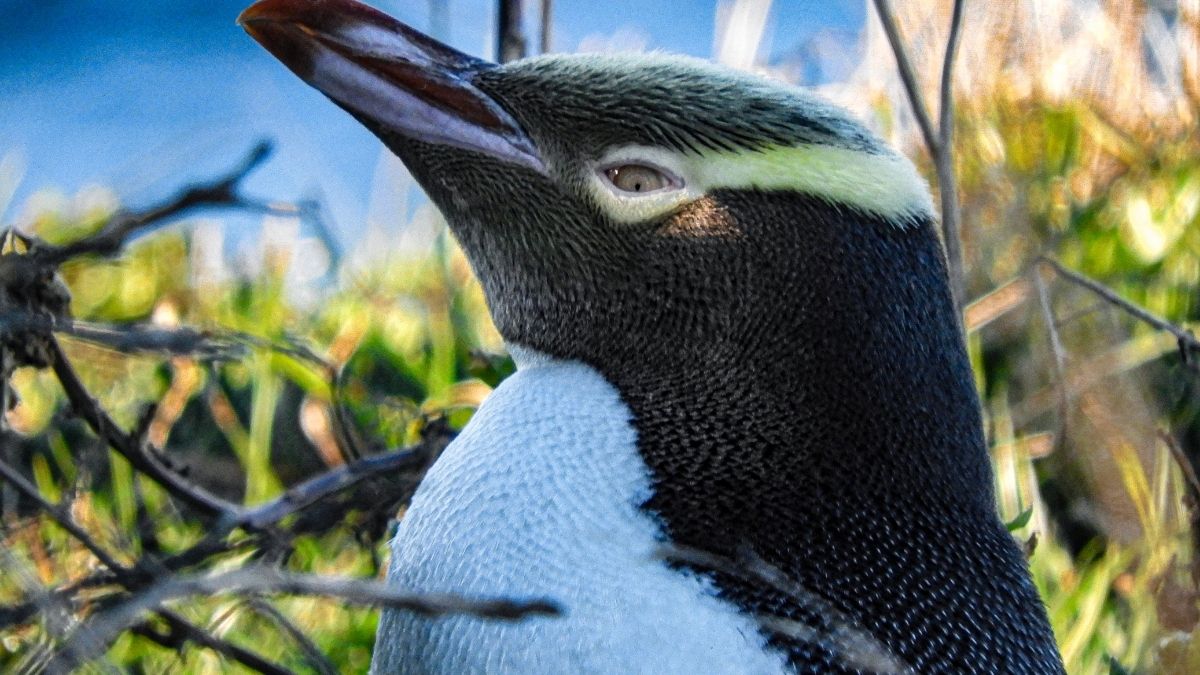 Yellow-Eyed Penguin Animals that start with Y