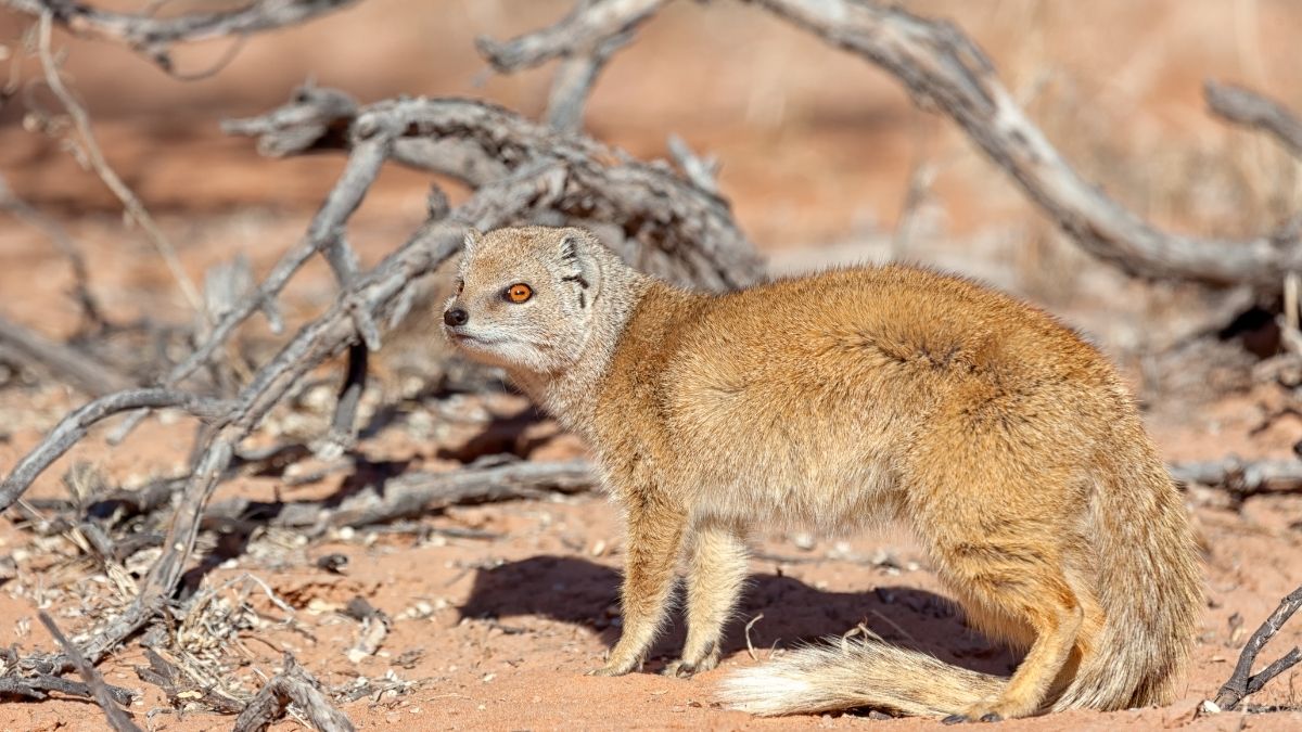 Yellow Mongoose Animals that start with Y