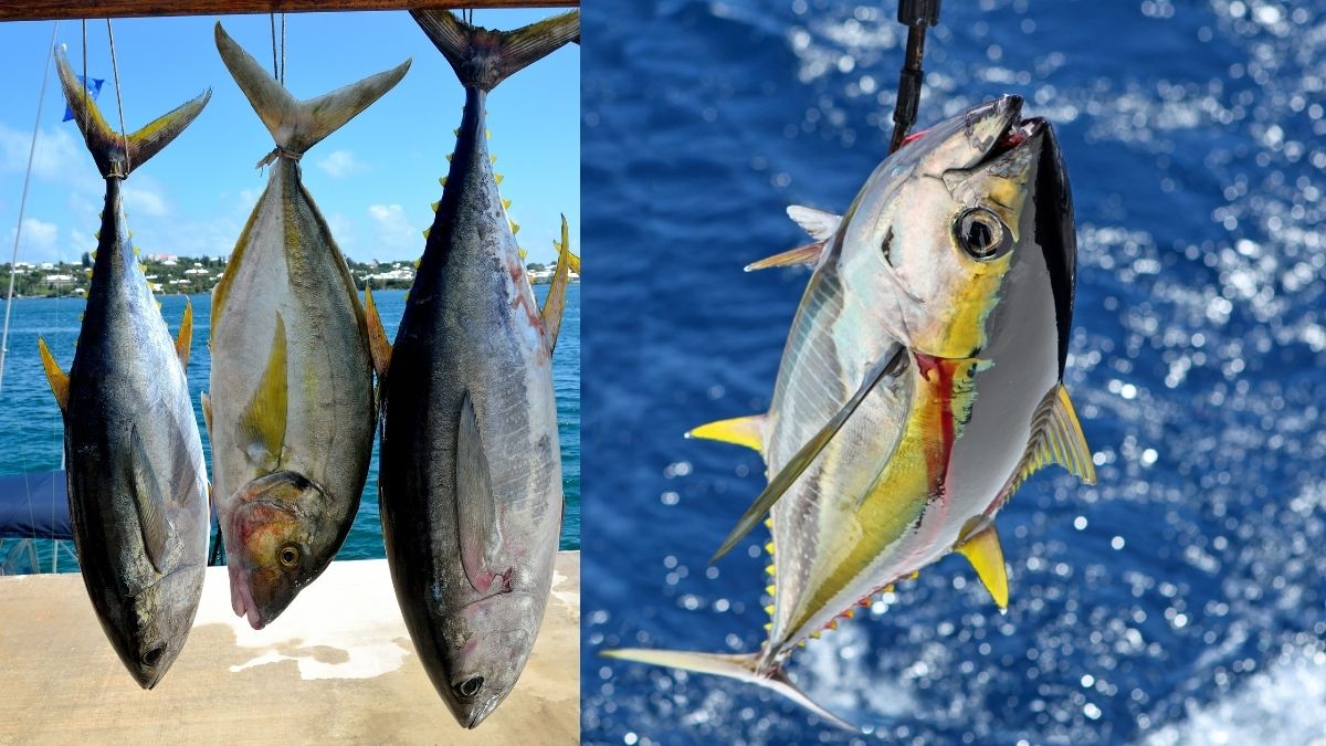 Yellowfin Tuna Animals that start with Y