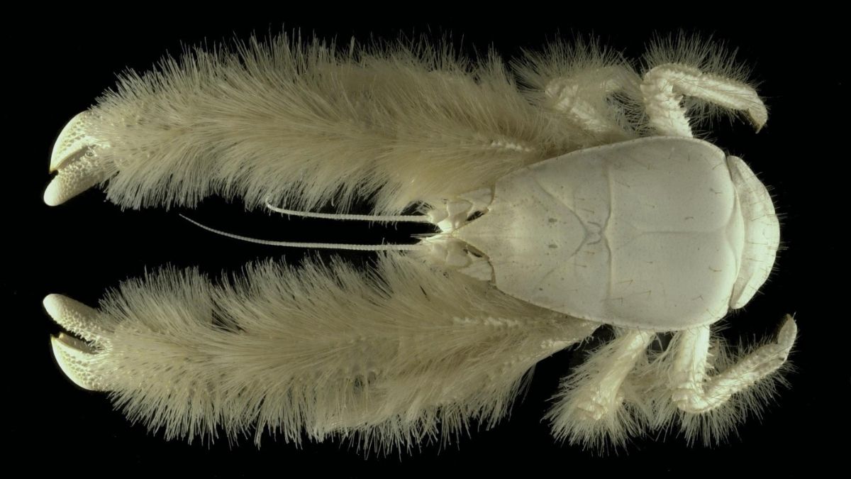 Yeti Crab Animals that start with Y
