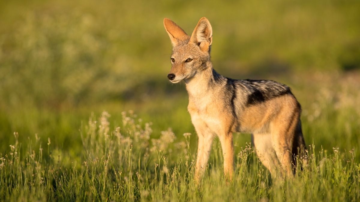 Golden Jackal