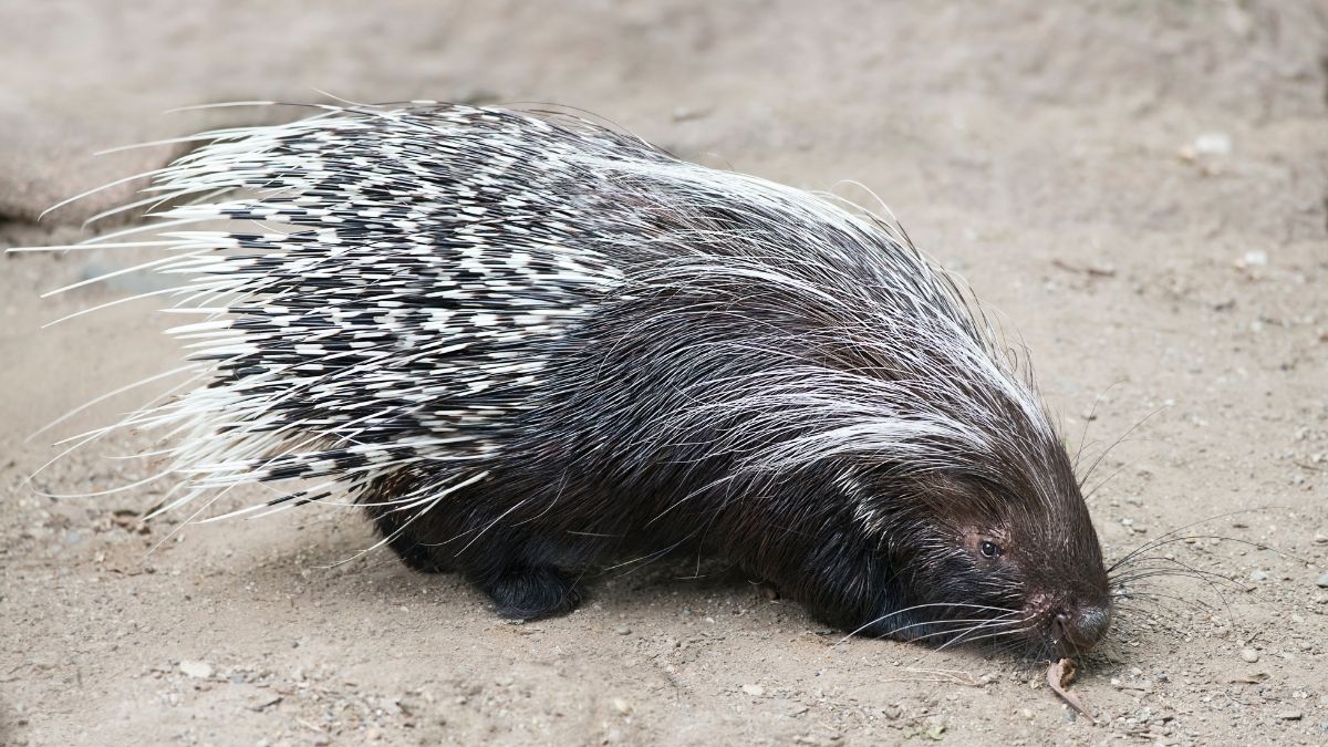 Indian Crested Porcupine