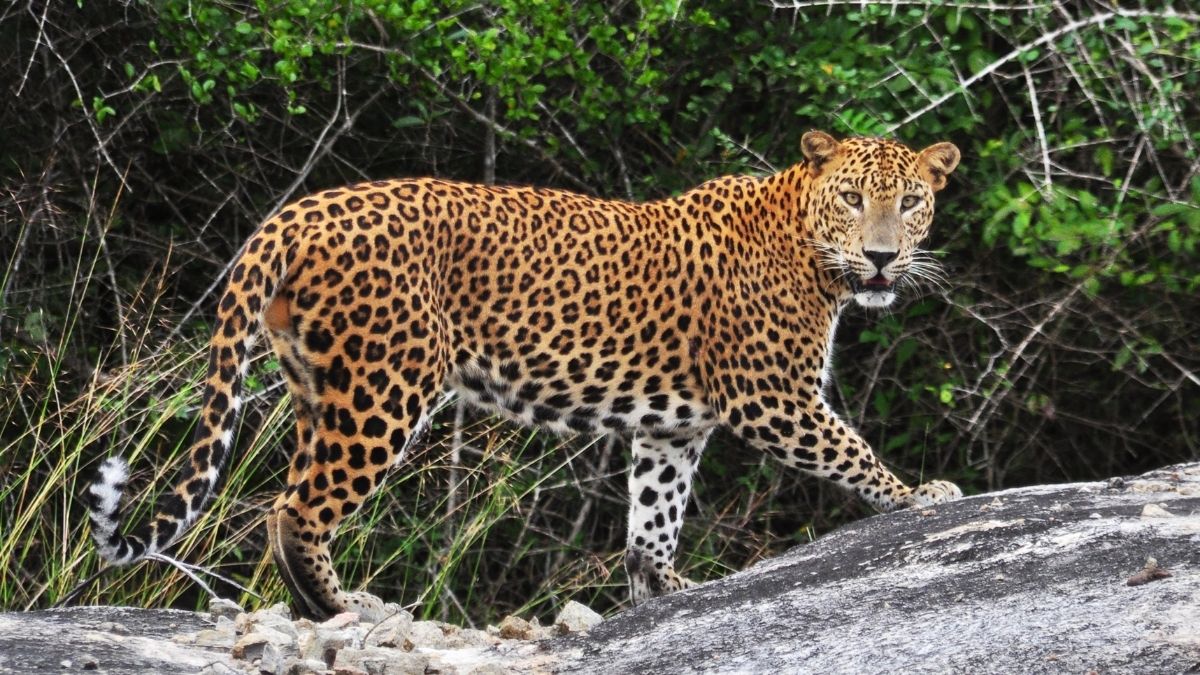 Indian Leopard 
