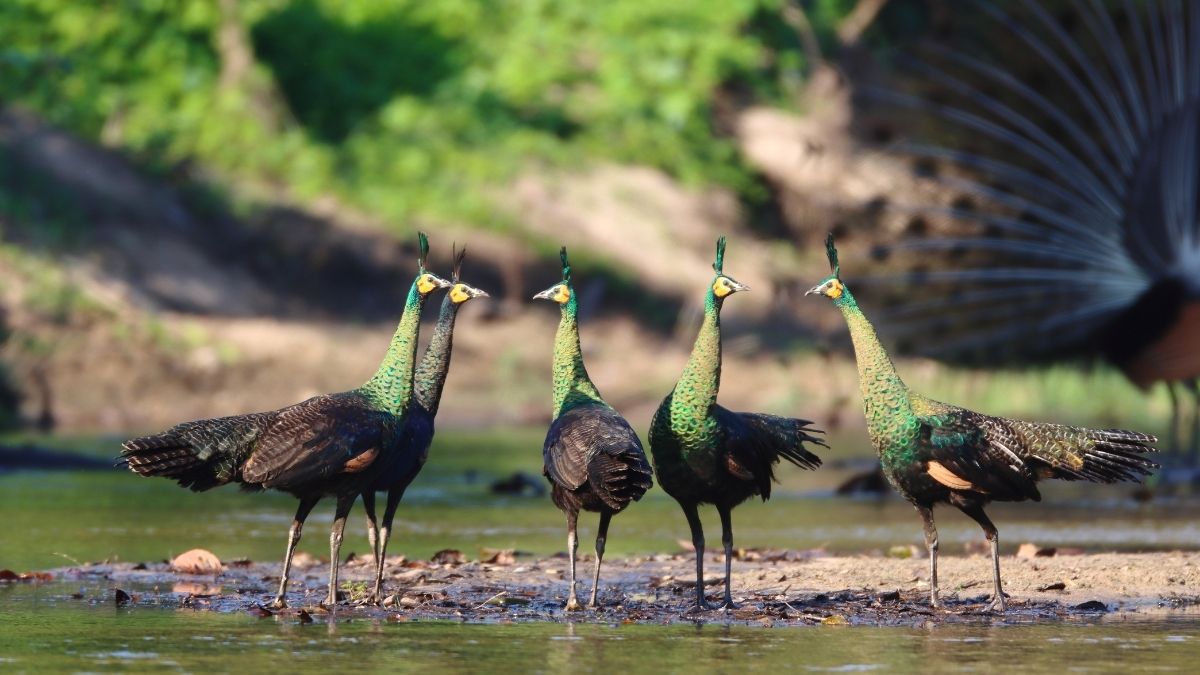 Indian Peafowl Peacock