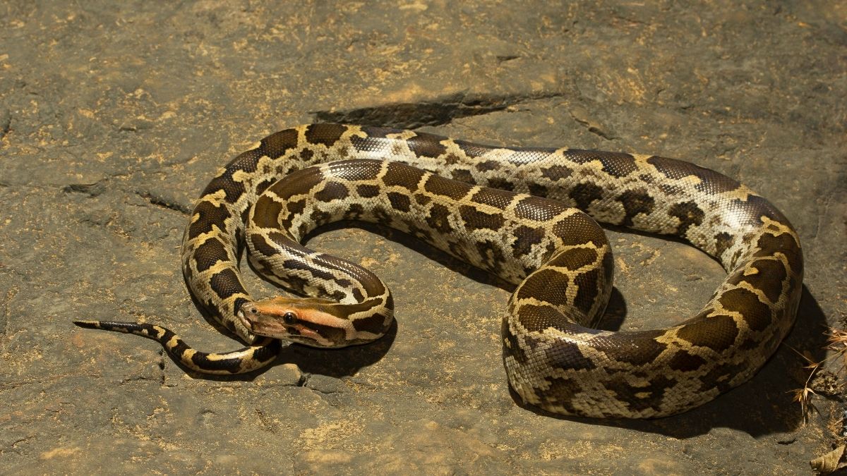 Indian Rock Python