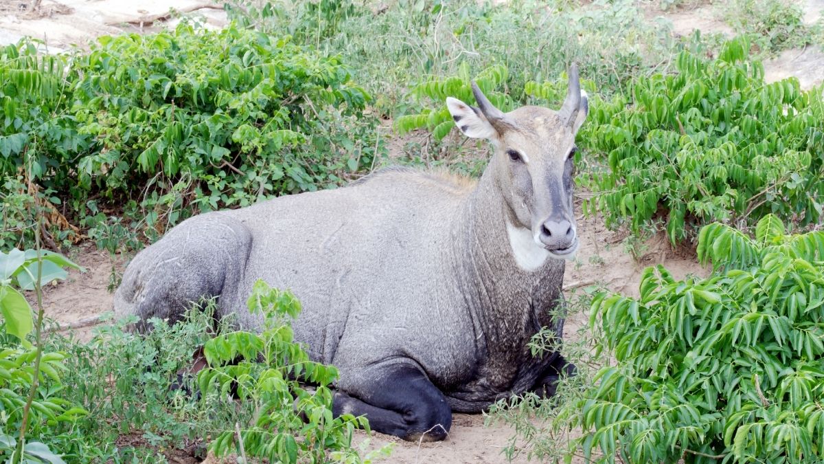 Nilgai Blue Bull
