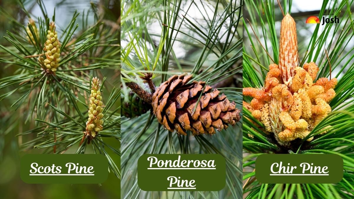 Types of Pine