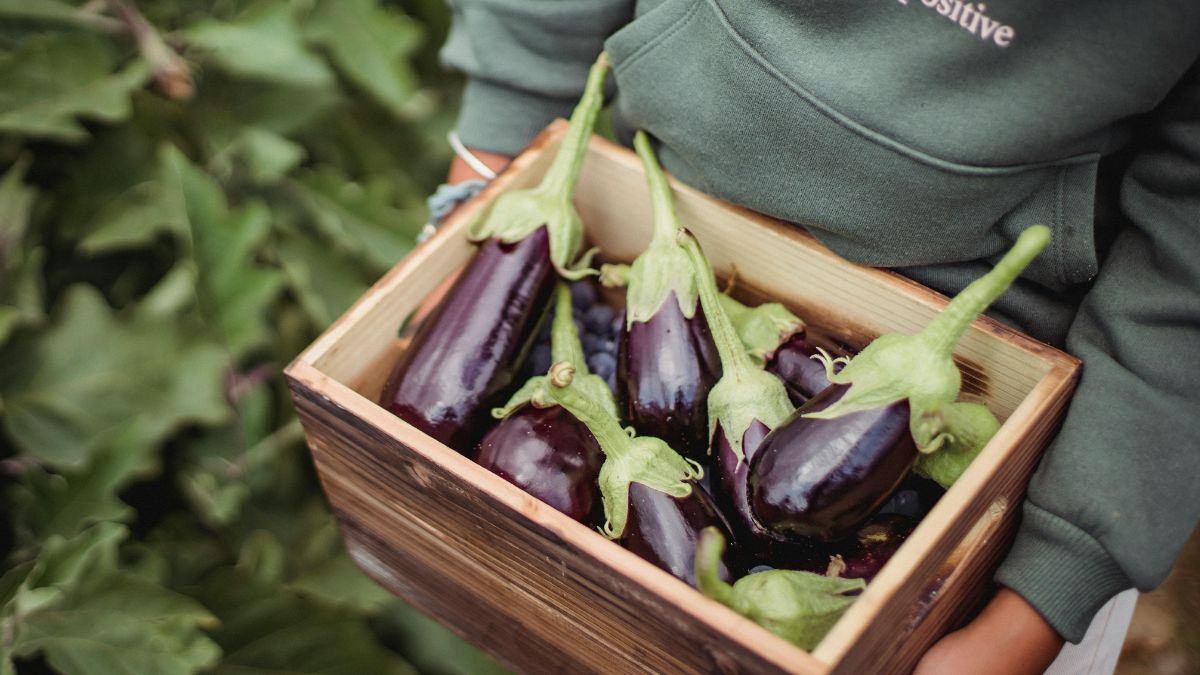 brinjal producer