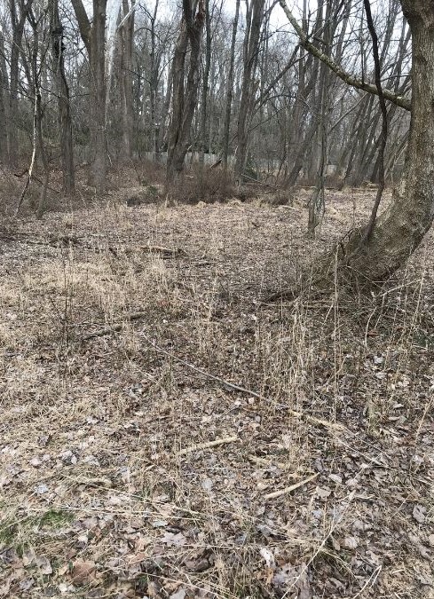 find the hidden cat-que