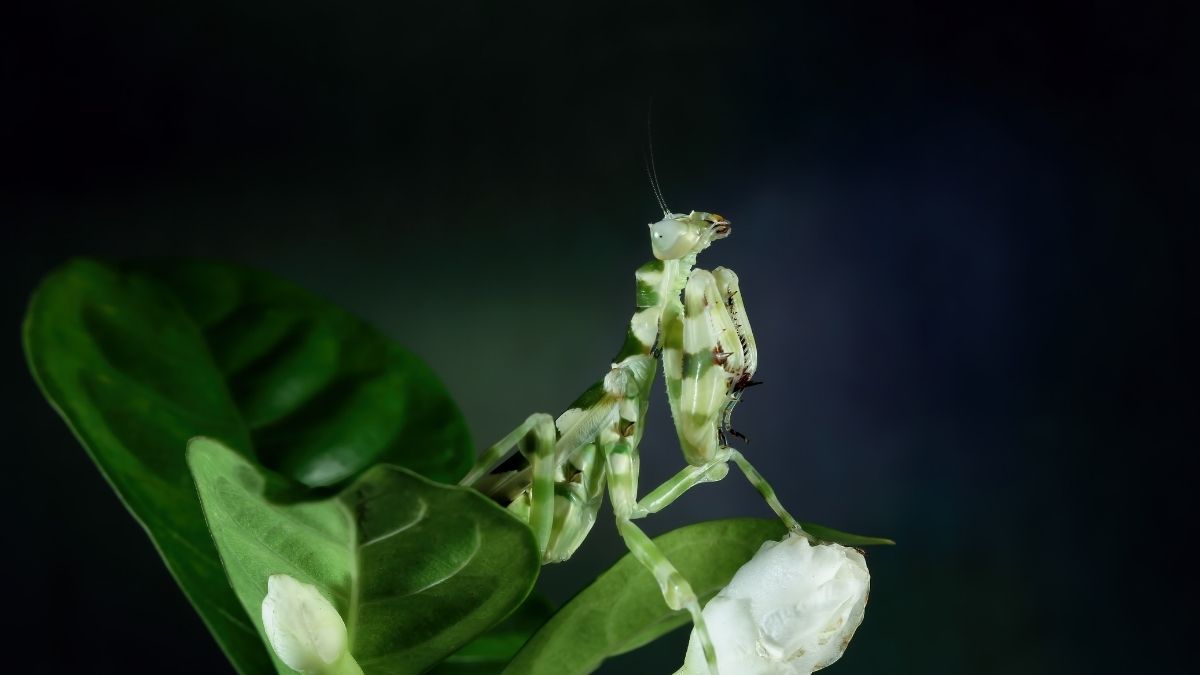Banded Flower Mantis Insect that looks like flower