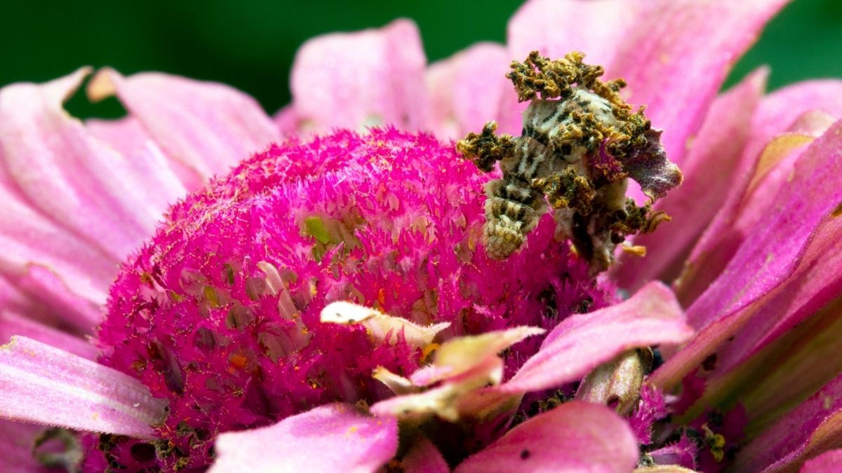 Camouflaged Looper Insect that looks like flower