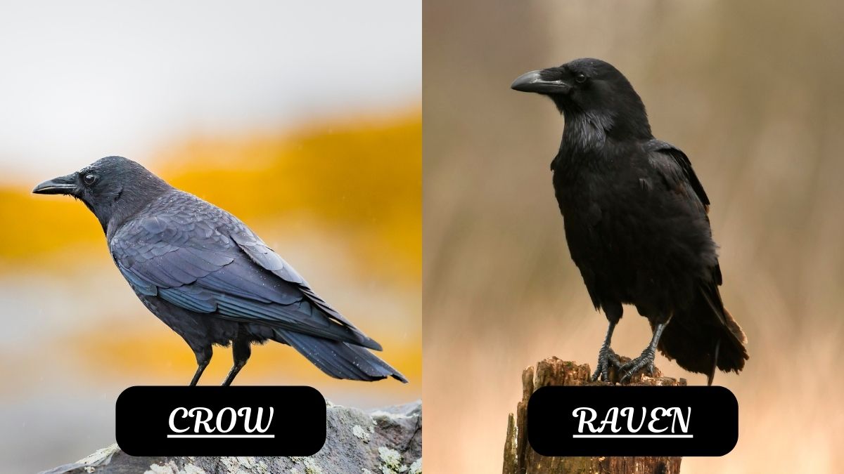 Crow vs Raven