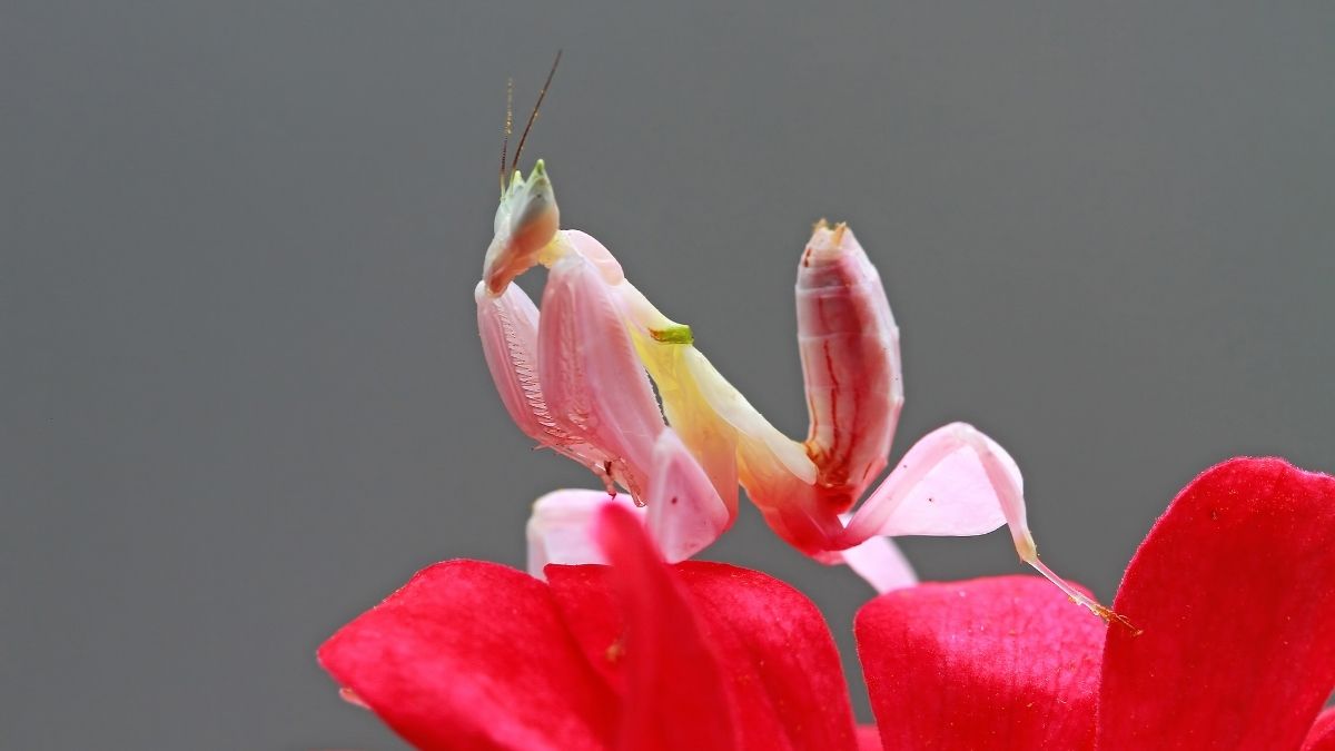 Orchid Mantis Insect that looks like flower