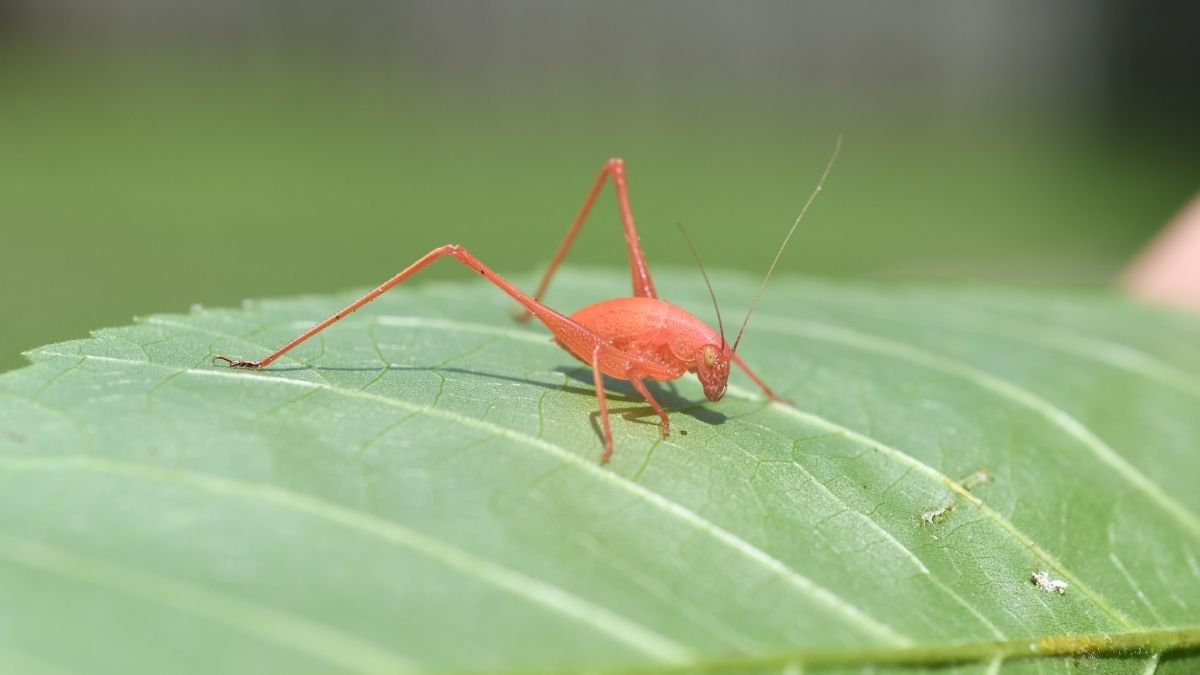 Pink Katydid Insect that looks like flower