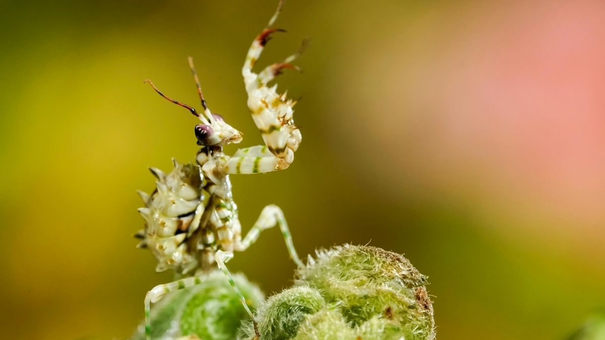 Spiny Flower Mantis Insect that looks like flower