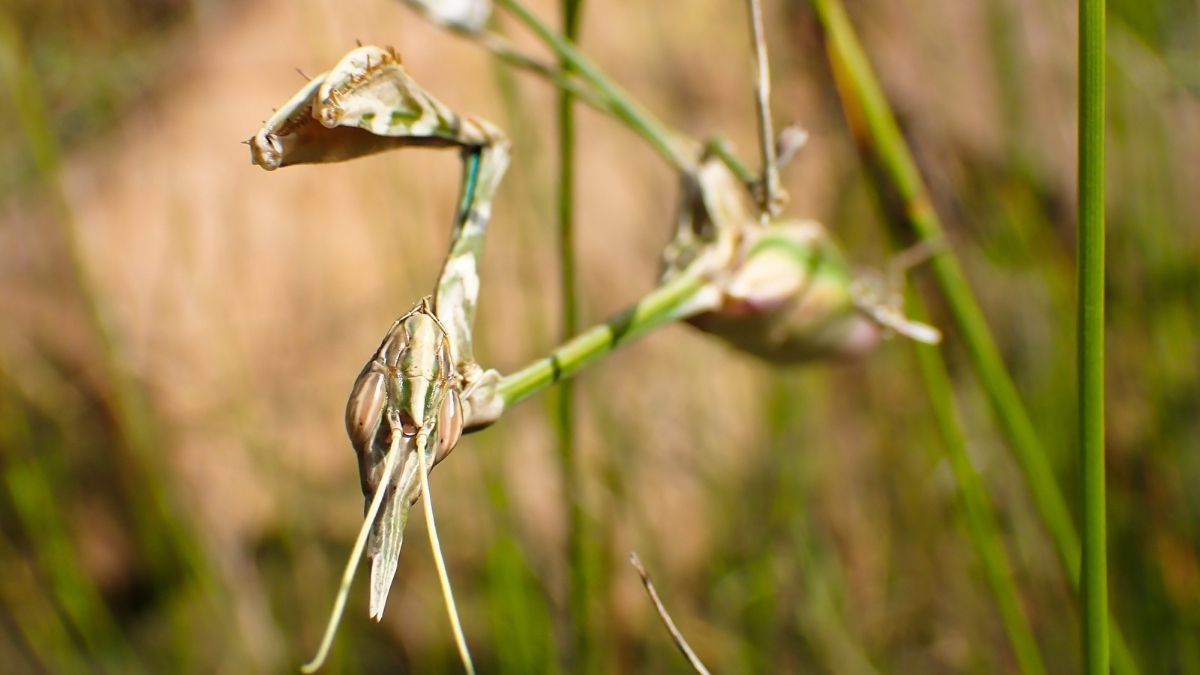 Wandering Violin Mantis Insect that looks like flower