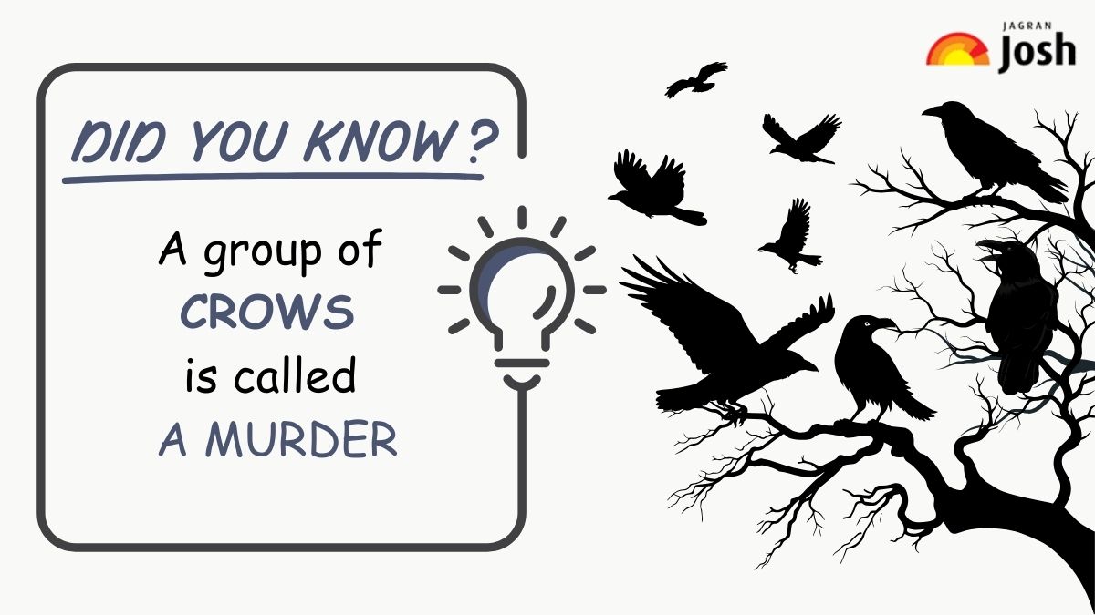 what is a group of CROWS  called