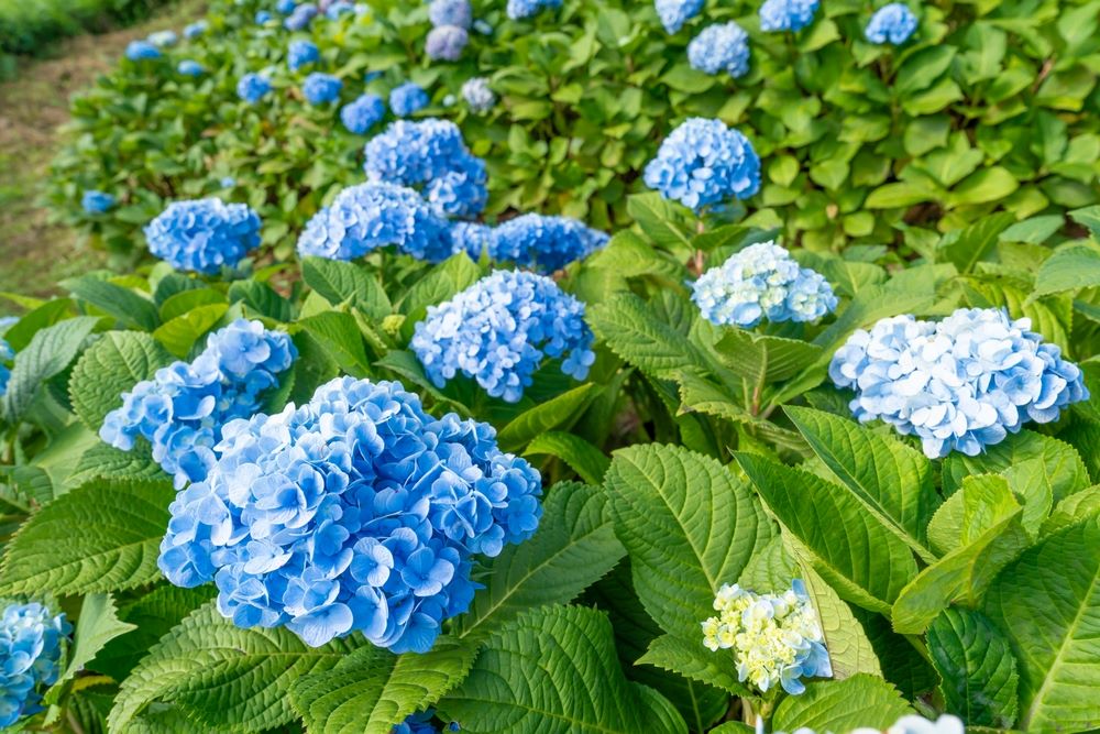Hydrangea Flowers-1