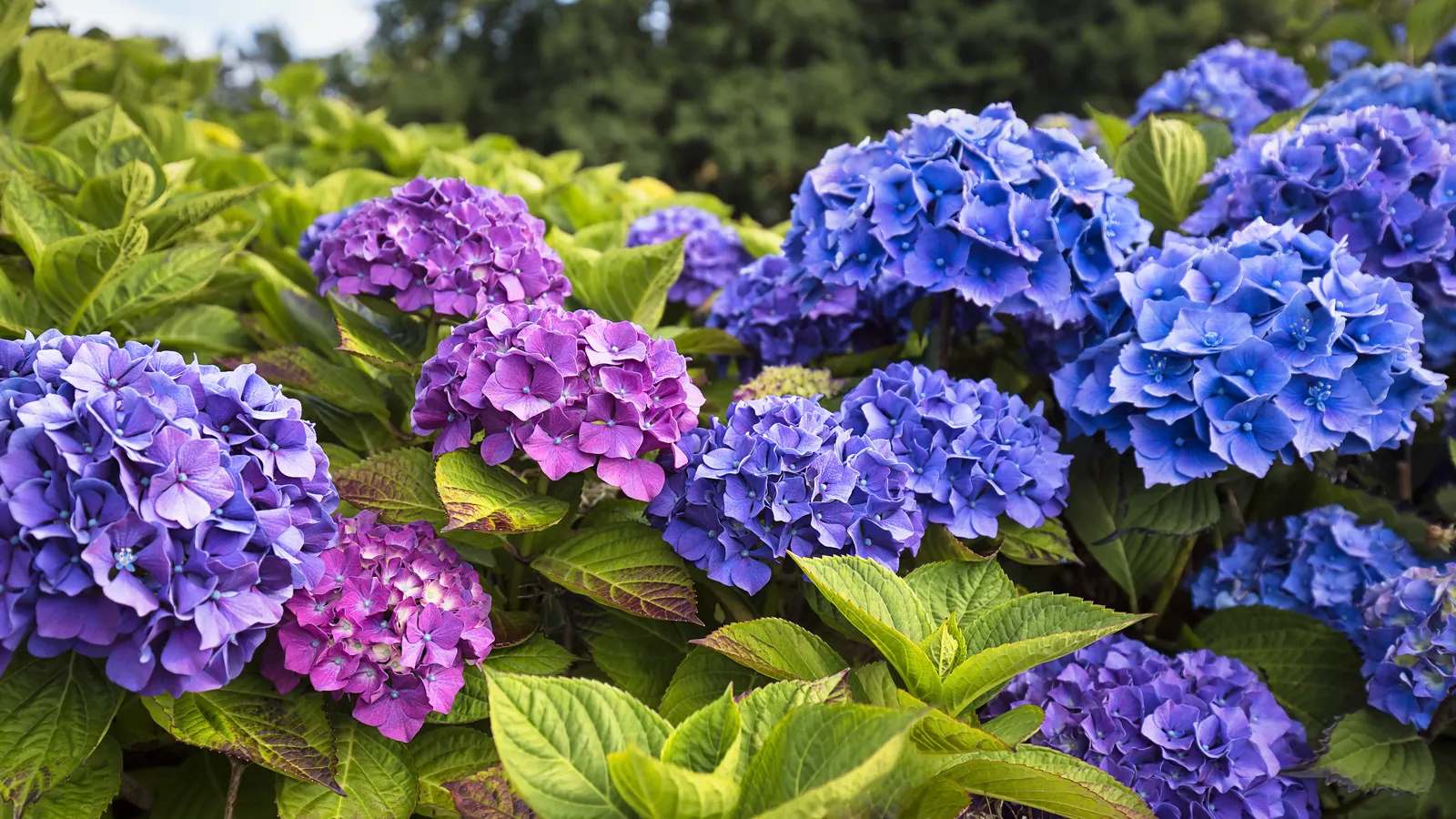 Hydrangea Flowers-3