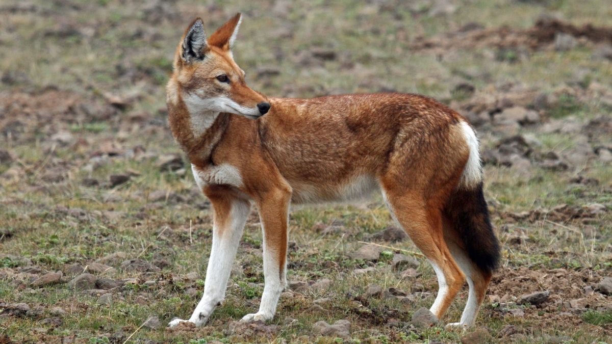 Ethiopian Wolf