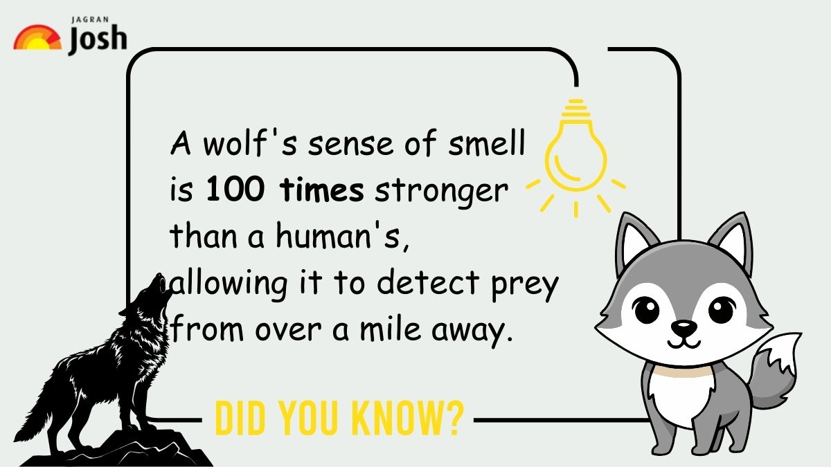 Fact about Wolf