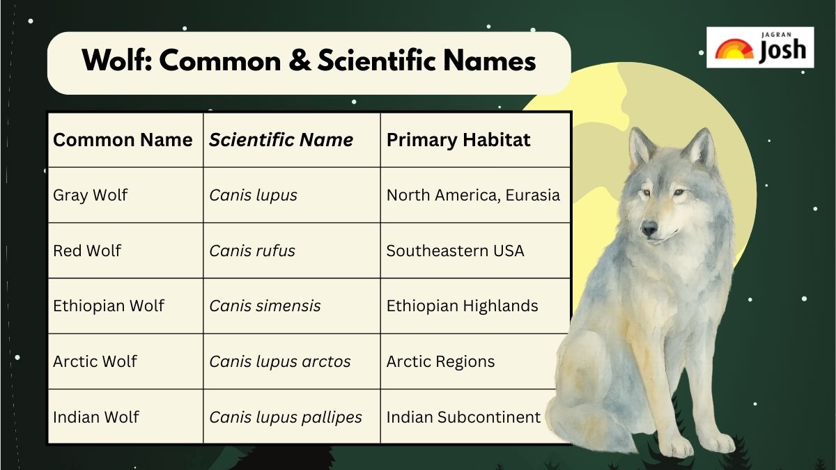 Wolf common and scientific names