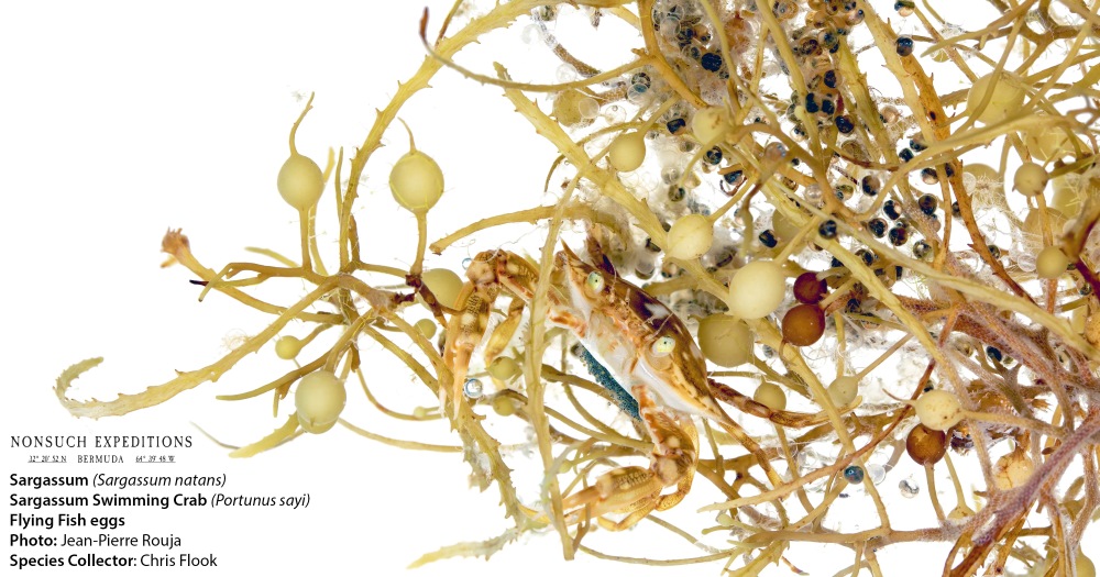 sargassum-1