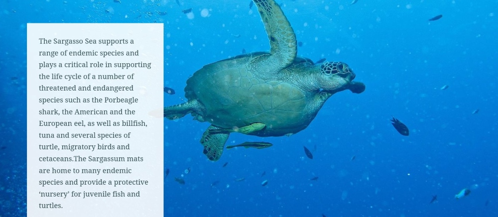 sargassum-5