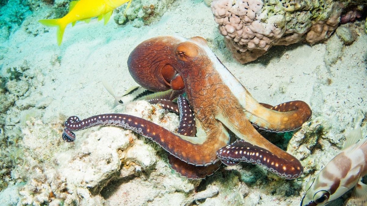 Octopus