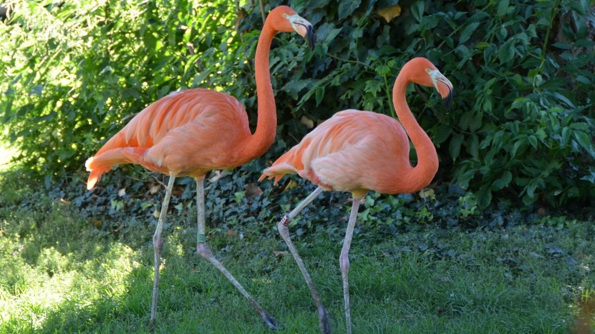 Greater Flamingo Longest lived bird