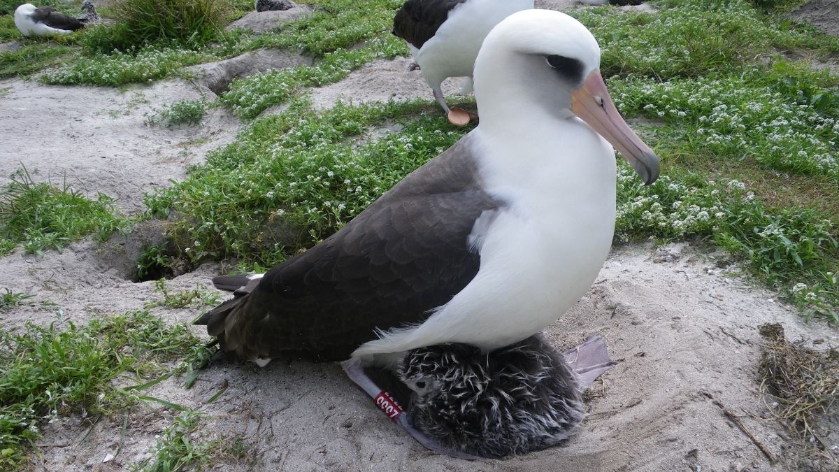 Laysan Albatross Wisdom Longest lived bird