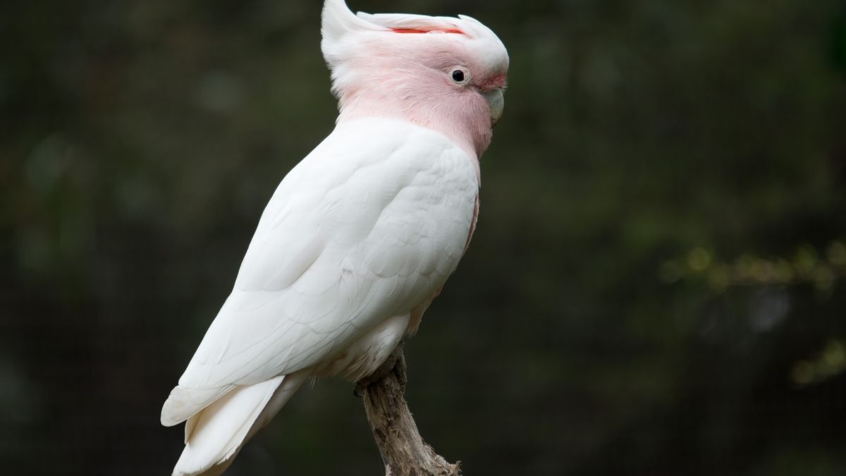 Pink Cockatoo Longest lived bird (1)