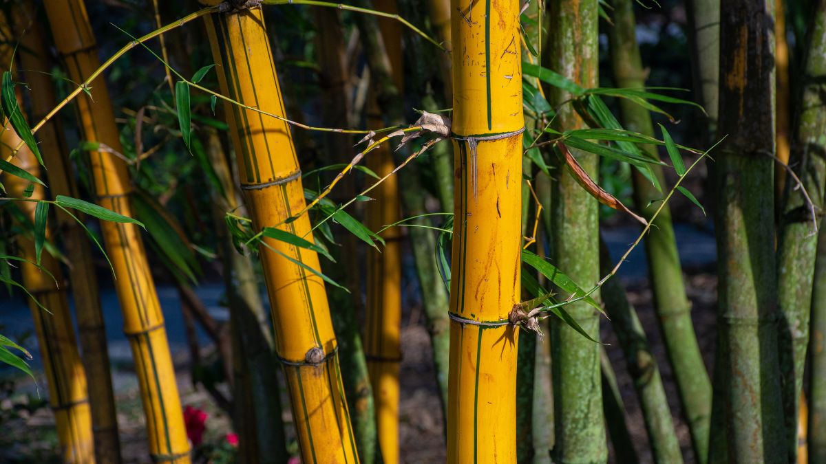 bamboo producer